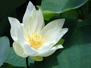 Lotus: Ayurvedic Medicinal Flower