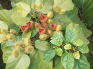 Herbal Fruits: Ayurvedic Medicine