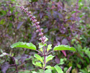 Tulsi